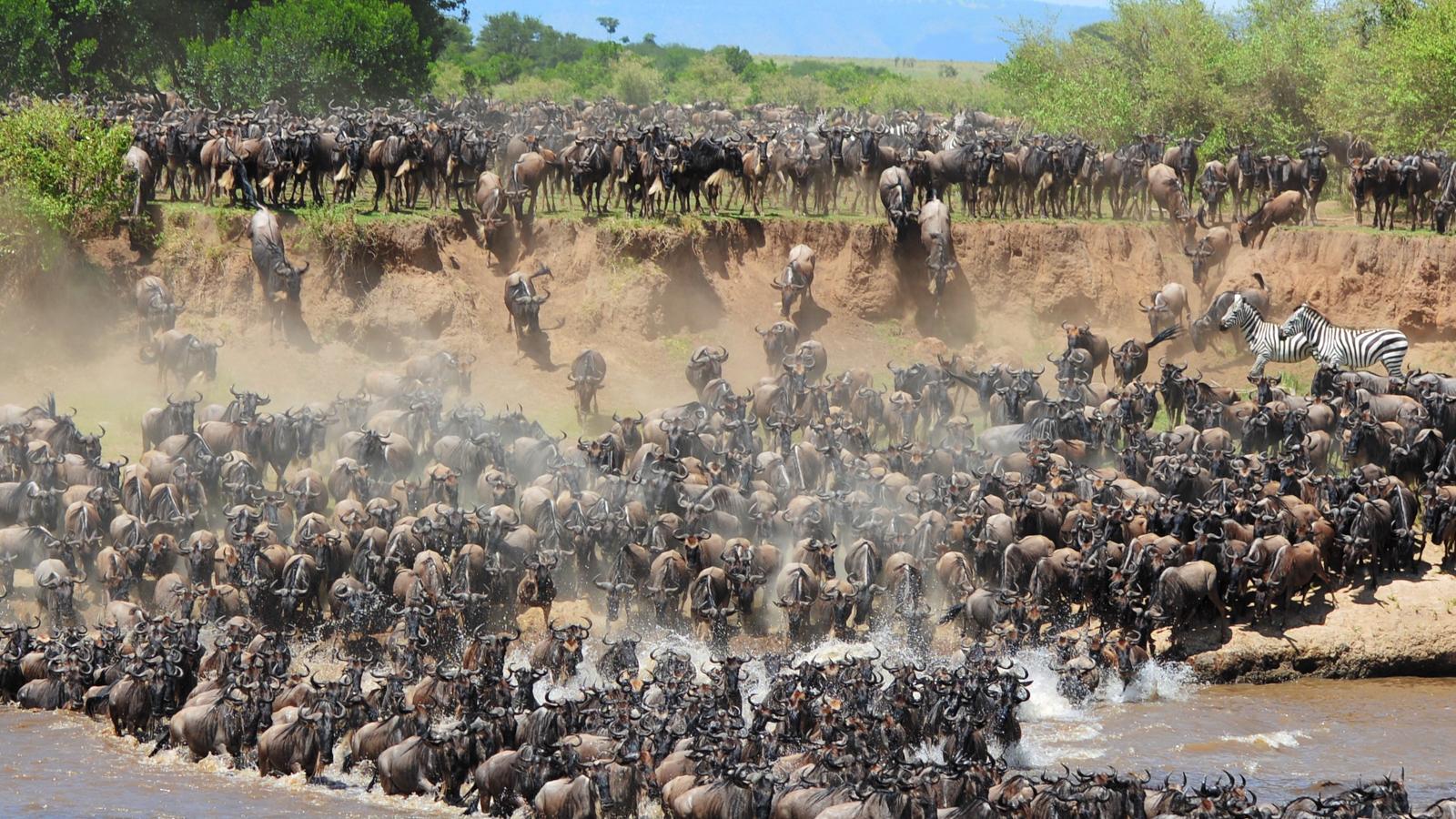 7 Days Serengeti Wildebeests Migration