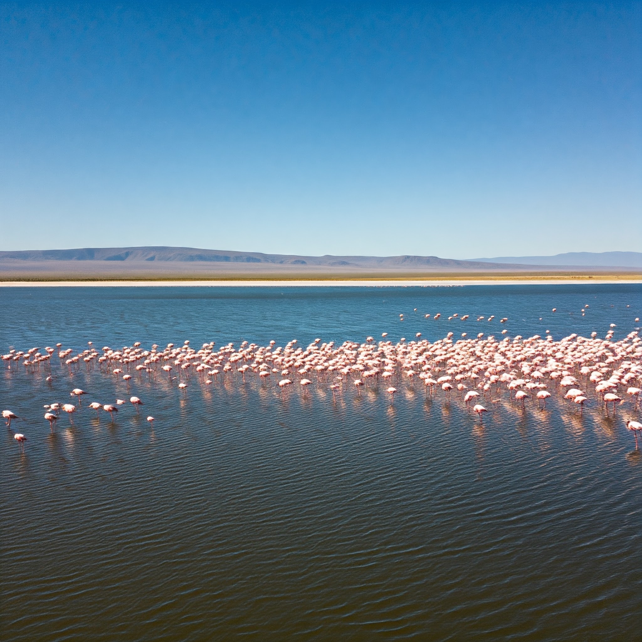 Flamingos