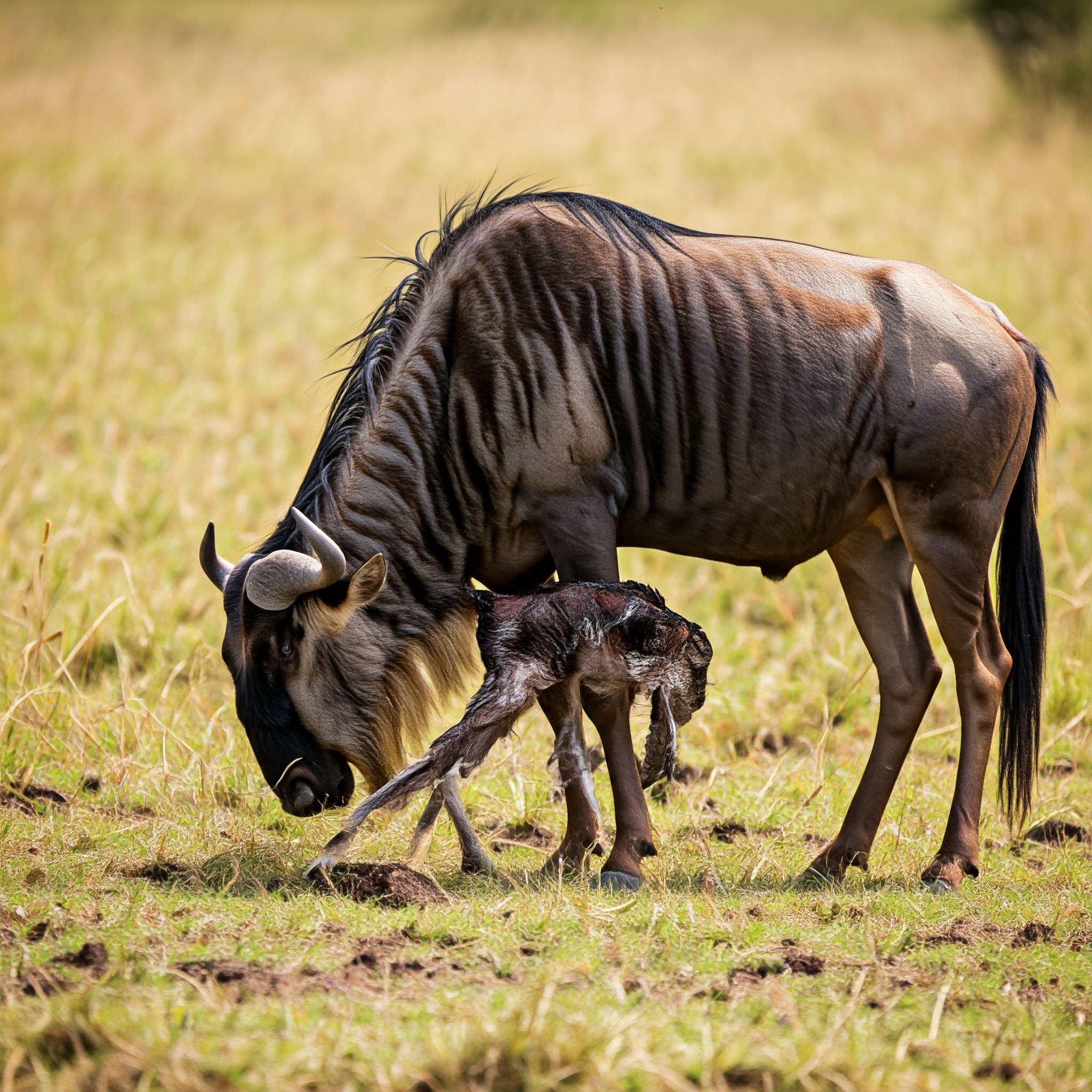 Wildebeest giving birth