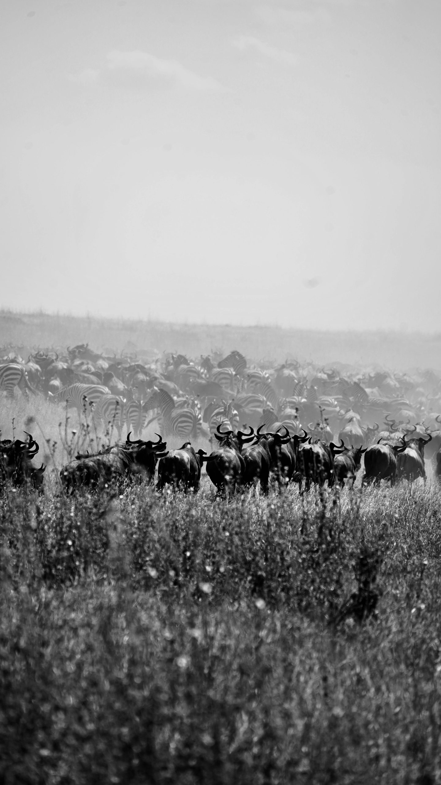 Wildebeests and Zebras in Savannah