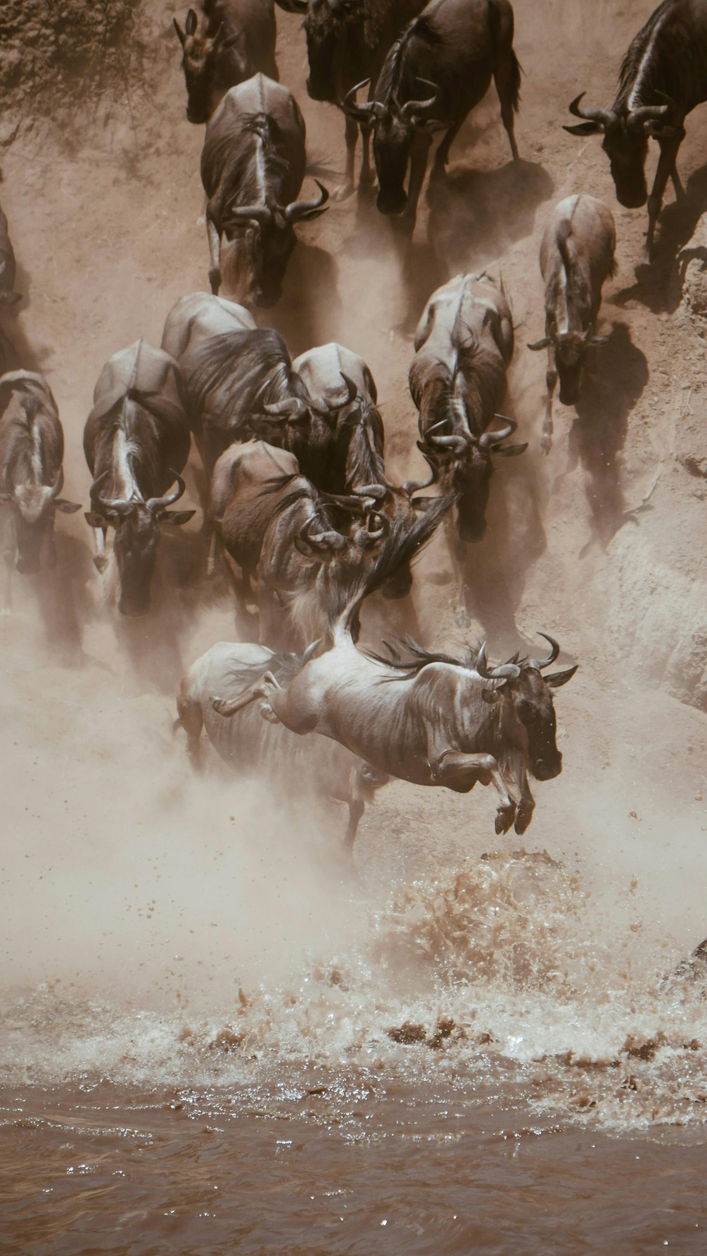 Herd of Wildebeests Coming Down the Hillside Into the River