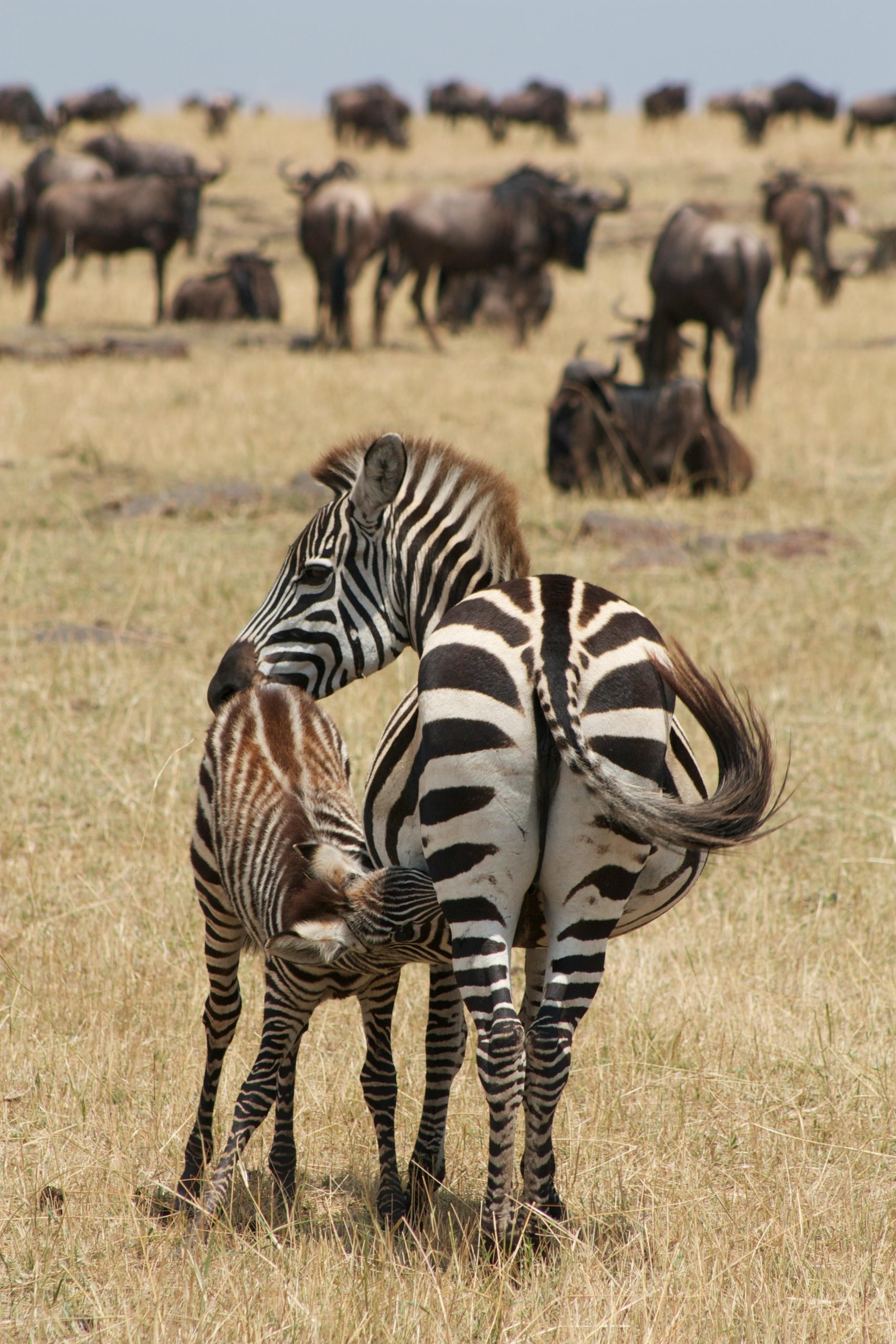 Mother Zebra Breastfeeding her Foal