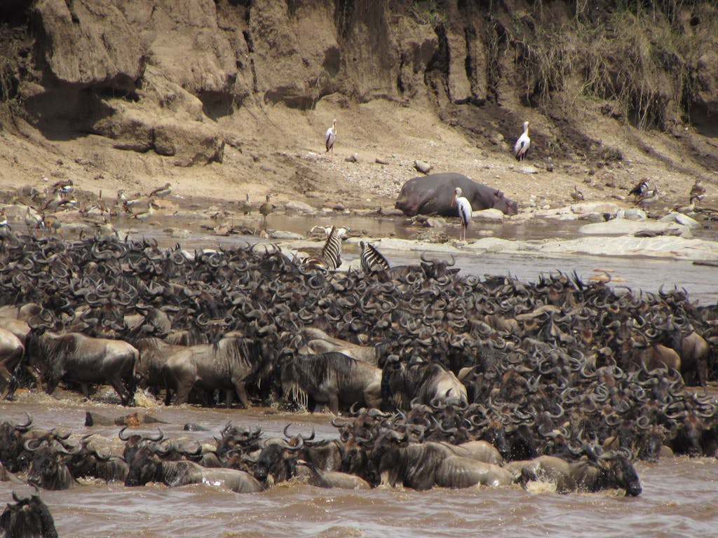 A dramatic scene of wildebeest crossing a river during the great migration in Africa.