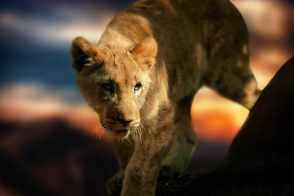 A young lioness prowling at sunset captures the majestic wildlife essence during a safari.