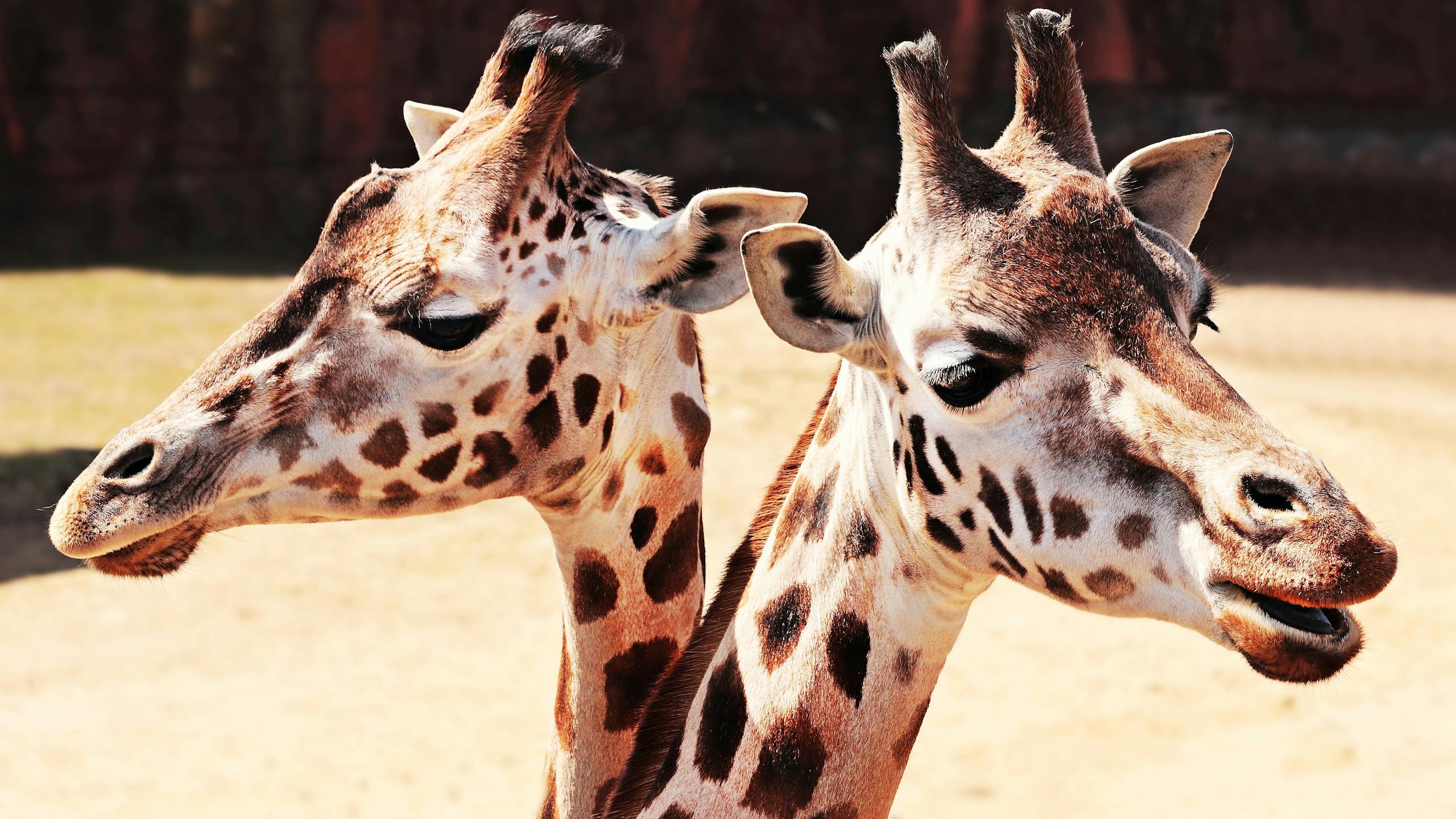 Close-up view of two giraffes looking in opposite directions in a safari setting.