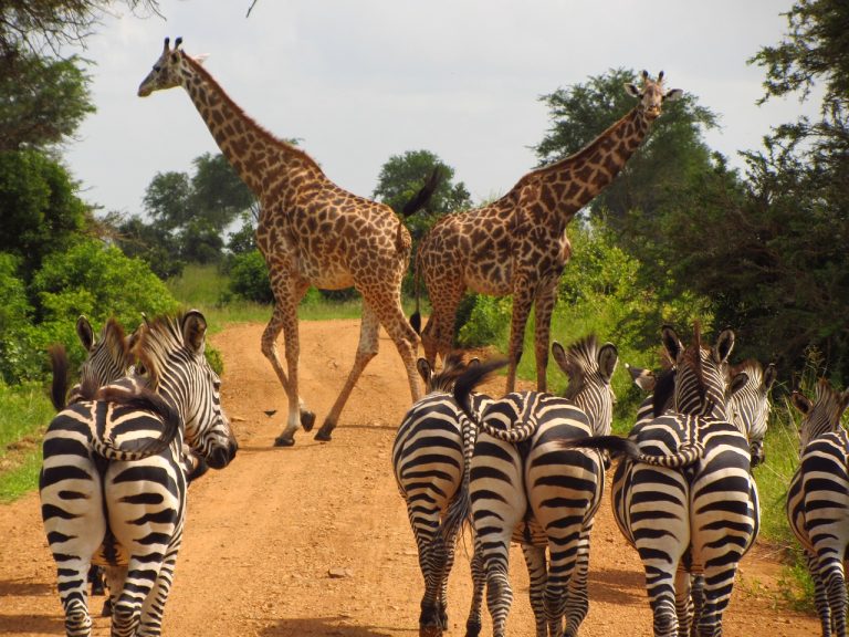 zebras, tanzania, mikumi