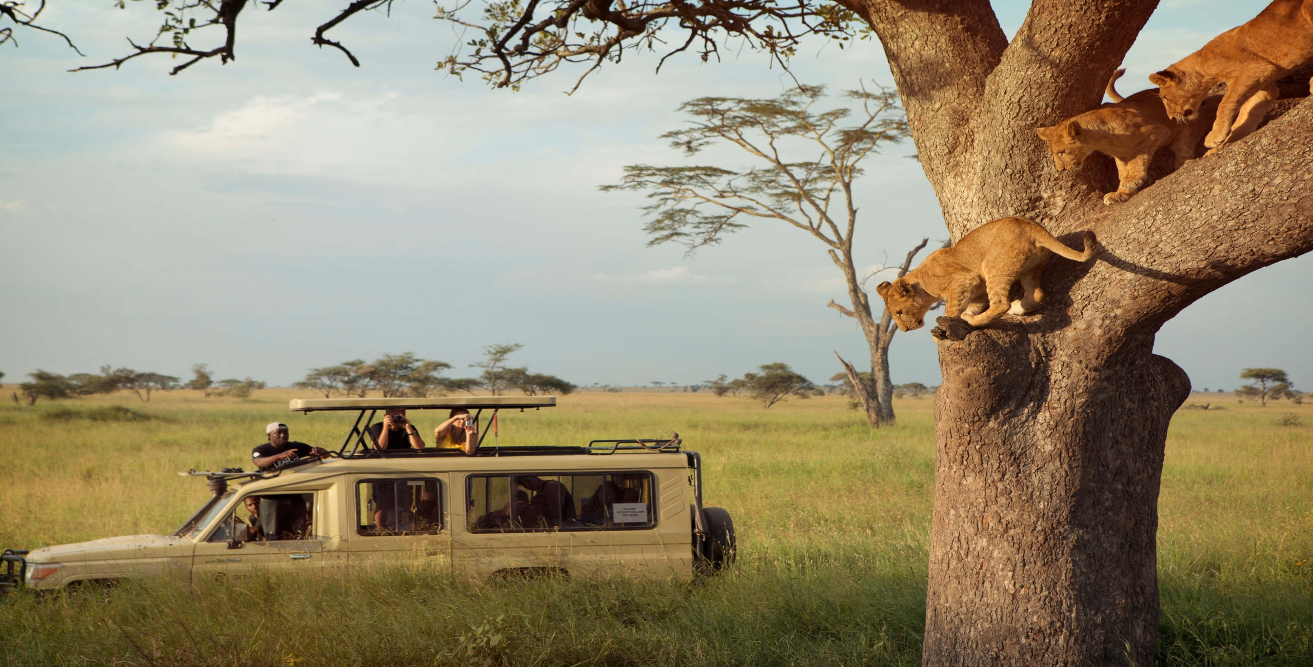 viewing_tree_climbing_lions_on_a_game_drive_in_the_serengeti_np_tanzania_with_g_adventures-scaled